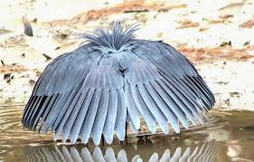 At night, nocturnal birds will forage for food or hunt for prey, preen, build nests, exhibit courtship behaviors, and do whatever other tasks are necessary for their survival. Watch A Black Heron Fool Fish By Turning Into An Umbrella Audubon