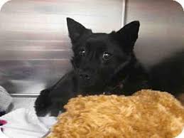 Pet adoption statistics and facts below can help you learn about the state of the animals we like to take on as companions. Maryland Heights Mo Schipperke Mix Meet Morgan A Dog For Adoption Dog Adoption Pets Schipperke