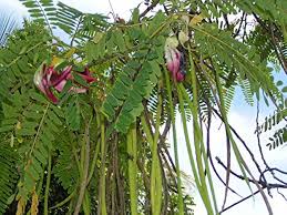 Image result for Sesbania