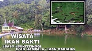 Tokoh wayang paling sakti di wayang universe : Wisata Ikan Sakti Ikan Hampala Banyak Besar Banget Baso Bukittinggi Sumatera Barat Youtube