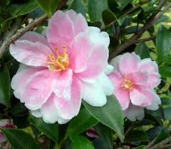 Camellia Sasanqua Hybrid Dream Angel U S Green Nursery Camellia Shrubs