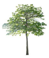 Image result for Hymenodictyon