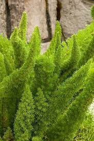 Foxtail Fern Monrovia Foxtail Fern Foxtail Fern Asparagus Fern Shade Plants