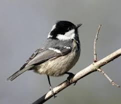 Les 20 Especes D Oiseaux Les Plus Observees Avec Images Oiseaux Oiseaux Des Jardins Mesange Noire