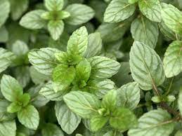 We did not find results for: Is Chocolate Mint Different From Regular Old Peppermint Epicurious