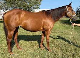 Image result for Light Buckskin 1989 Colt