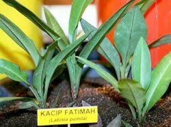 Phytoestrogen, a natural plant estrogen found in kacip fatimah is traditionally used by women for youthfulness, balancing hormones, soft firm skin, stimulating fat loss, rejuvenating women's well being and womb healing. Kacip Fatimah Lost Empire Herbs
