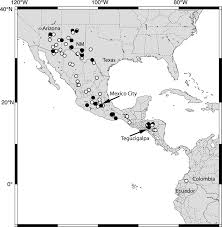 Image result for Panicum habrothrix