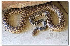 Gopher Snakes Can Be Found In Topanga Eats Gopher And Rats Beneficial Desertusa Pet Snake Pine Snake Snake