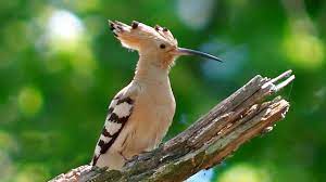 Jun 22, 2021 · в хольвегене донецкий коллектив проведет четыре спарринга. Udod Ptica Hoopoe Youtube