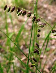 Image result for Leptochloa uniflora