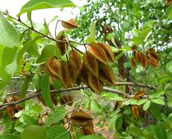 Image result for Combretum mkuzense
