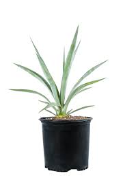 Image result for Agave sisalana