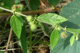 Image result for Triumfetta digitata