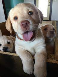 Find a great cincinnati ohio dog breeder at dogbreederdirectory.com. Labrador Retriever Puppies For Sale Cincinnati Oh Lab Puppies Labrador Puppies For Sale Labrador Retriever Puppies
