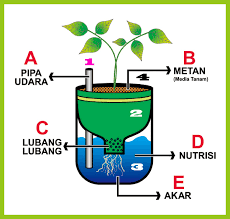 Sobat kini bercocok tanam secara hidroponik semakin digemari para penghobi tanaman, khususnya bagi mereka yang tidak mempunyai lahan yang luas untuk bercocok tanam. Belajar Menanam Sayuran Dengan Cara Hidroponik Sederhana Bp4k Kab Gresik