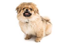 Cats make wonderful companions and there are many cats and kittens available for adoption at the rspca. Pekingese Puppies For Sale In Maryland Adoptapet Com