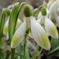 Galanthus Till Sonnenschein By Hagen Engelmann Blumen Stauden Pflanzen Gartenspruche