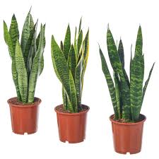 Image result for Sansevieria nilotica
