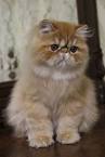 Cats and Kittens for Sale from Reputable Breeders ...