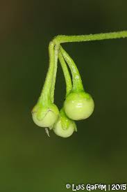 Image result for Solanum chenopodioides
