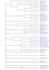 Image result for Schlechterina mitostemmatoides