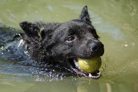 Blue Green Algae Poisoning In Dogs Symptoms And Prevention