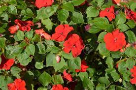 Wide variety of flowers · local florist delivery · farm fresh flowers Closeup Of Bush Of Red Flowers In Ornamental Garden Stock Photo Picture And Royalty Free Image Image 65719769