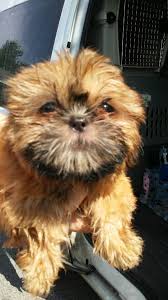 Royal paws® pet transportation is an exclusive pet ground transport company providing private door to door transportation for dogs and puppies everywhere throughout the u.s. Pet Ground Transport Services Home Facebook