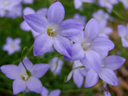 Image result for Wahlenbergia wittei