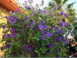 Pin On Gardening