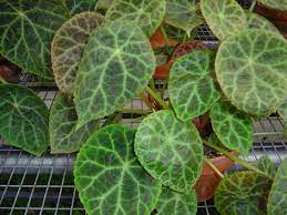 Pin On Horticulture Begonias