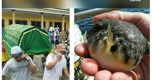 Ikan buntal kerap disebut salah satu ikan lezat untuk sushi. Melek Perikanan Buntal Beracun Berbahayakah Jika Dimakan Berikut Penjelasannya