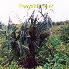 Maybe you would like to learn more about one of these? 6 Jenis Penyakit Berbahaya Tanaman Kelapa Sawit Dan Cara Pengendaliannya Berita Pertanian Mitalom