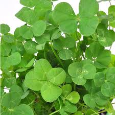 幸运草又名四叶草，一般指四叶的 苜蓿 、或 车轴草 。. è¼•å¾®ç›'æå‡ºæ¸… Clover å¿ƒå½¢æ ½åŸ¹å¥—çµ„ å››è'‰è‰å¹¸é‹è‰ è¨­è¨ˆé¤¨è–æ–°é™¶èŠ¸seishin æ¤ç‰© ç›†æ ½ Pinkoi