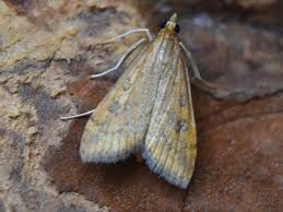 (3sf 2t 10g 20s) these numbers are intended to be consistent with the res checklist (agassiz, 2013) Udea Ferrugalis Rusty Dot Pearl Norfolk Micro Moths The Micro Moths Of Norfolk