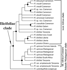 Image result for Rinorea ilicifolia
