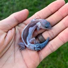 Image result for Oreosyce africana