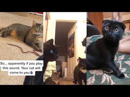 When greeting a new feline for the first time, it's important to make her feel instead of making a beeline for the cat, encourage the feline to come towards you, says krieger. Tiktok Cat Sound Which Is Attracting Kitties Towards People Brunchvirals