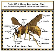 Parts Of A Honey Bee Anchor Chart With Bibliography Video