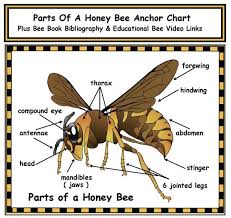 parts of a honey bee anchor chart with bibliography video