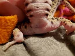 Check spelling or type a new query. 5 Reasons Why Your Leopard Gecko Is Licking Its Vent Reptile Jam