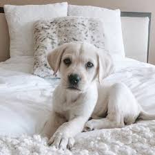 There's a reason that the labrador retriever has been america's most revered dog for 25 consecutive years. Sammy Labrador Retriever Labrador Retriever Puppies Lab Puppies For Sale Lab Puppy For Sale Labrador Retiever For Sale
