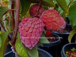 The pulp has fewer seeds than the sugar apple and the flesh is not divided into segments. Red Geffner Atemoya Ch Fruit Tree Nursery