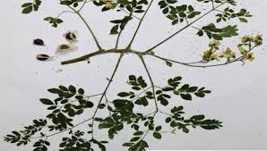 Image result for Moringaceae