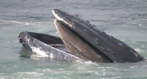 And then i realized, 'oh my god i'm in a whale's mouth. The Two Different Kinds Of Whales In The World Toothed Whales Vs Baleen Whales National Marine Life Center