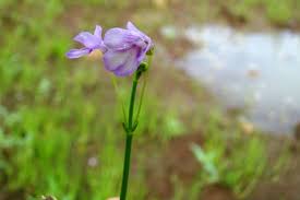 Image result for Dopatrium