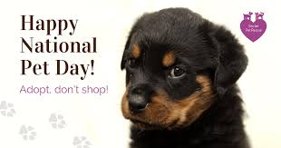 To some cute little hunting. Nonprofit National Pet Day Facebook Post Template