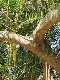 Image result for Fernandoa abbreviata
