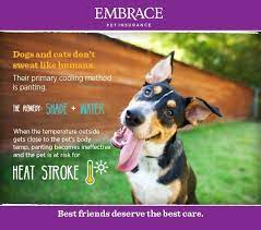 Overheating In Dogs